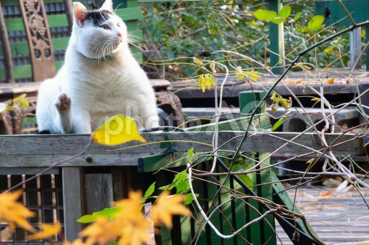 ひだまり休憩所、猫ひとり 猫,休憩,まどろみの写真素材