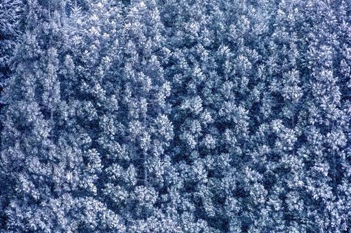静謐な冬、木々に降り積もる雪の情景 樹氷,森林,雪景色の写真素材