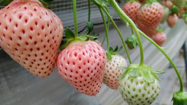 いちご 4 いちご 4の写真