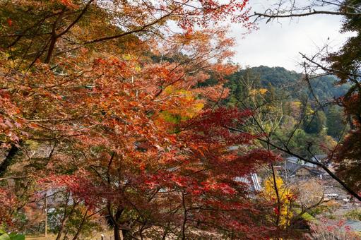 紅葉 モミジ,赤,秋の写真素材