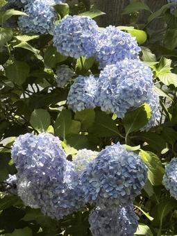 紫の 紫陽花 アジサイ 紫の 紫陽花 アジサイの写真
