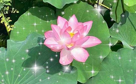 美しい蓮の写真