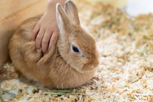 子供の手｜撫でる｜うさぎの手触り うさぎ,動物,小動物の写真素材