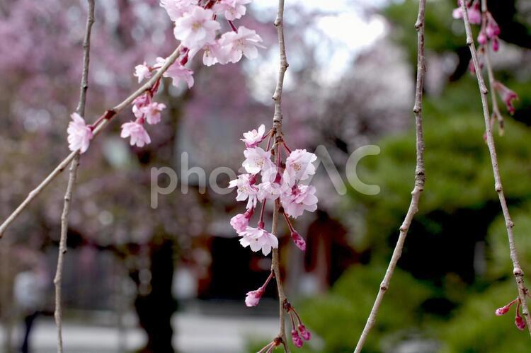 しだれ桜 桜,春,4月の写真素材