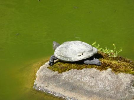 池の岩場で日光浴をするミドリガメ 池の岩場で日光浴をするミドリガメ ミドリガメ,亀,爬虫類の写真素材
