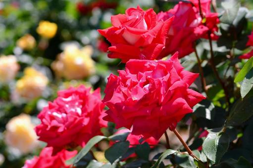 薔薇 ラブ 薔薇 ラブ 薔薇,ラブ,赤の写真素材