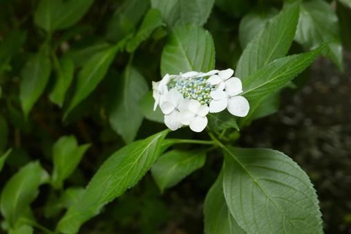 White hydrangea, JPG White hydrangea, JPG