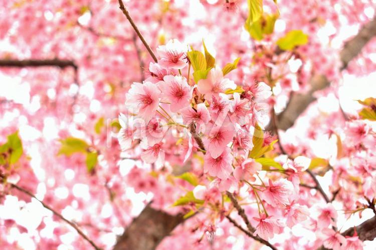 満開の河津桜　さくら 河津桜,カワヅサクラ,桜の写真素材