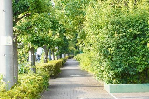 散歩道 散歩道の写真