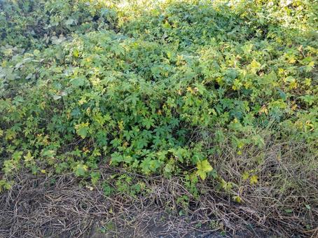 カナムグラの写真