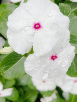 花壇に咲いた白い花 花壇に咲いた白い花 ニチニチソウ,日々草,つる性の写真素材