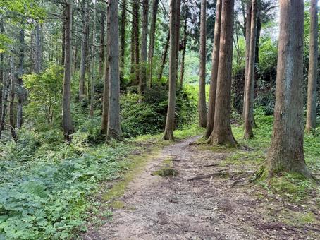 春日山城の古道 春日山城の古道 春日山城,新潟県,上越市の写真素材