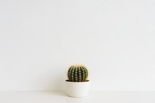 【観葉植物】小さなサボテンと白い壁1 【観葉植物】小さなサボテンと白い壁1の写真