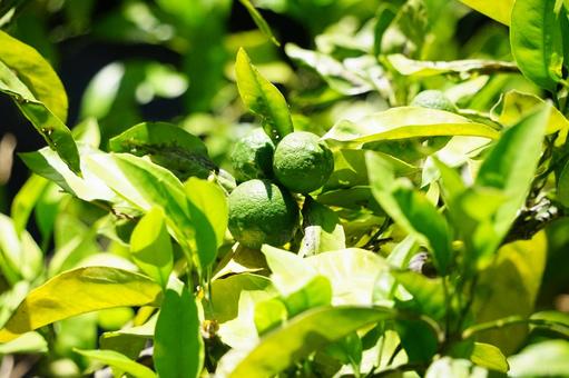 Photo, citrus, blue fruit, green fruit, 