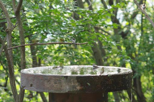 Photo, mezzo, wild bird, drinking fountains, 