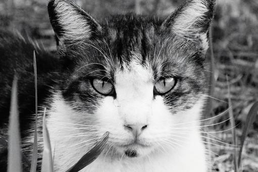 ねこ ねこの写真