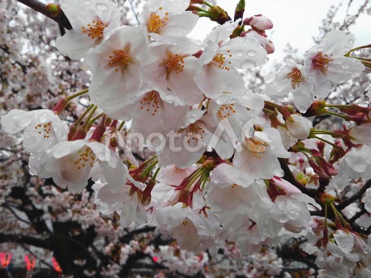 春のさくら風景に酔う さくら,桜,サクラの写真素材