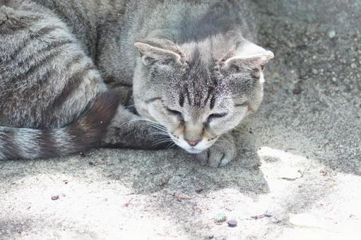 ねこ ねこ のらねこ,にゃんこ,可愛いの写真素材