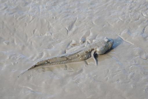 佐賀 芦刈町 ムツゴロウ3 ムツゴロウ,ハゼ,ハゼ科の写真素材