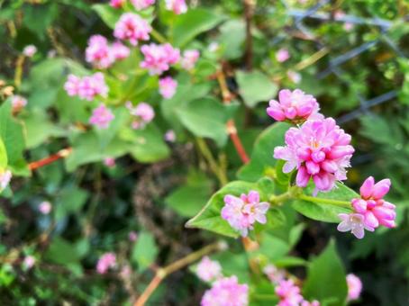 ミゾソバの花 ミゾソバの花 ミゾソバ,花,コンペイトウグサの写真素材