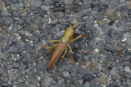 ニューカレドニア448 ウヴェア島バッタ ニューカレドニア448 ウヴェア島バッタの写真
