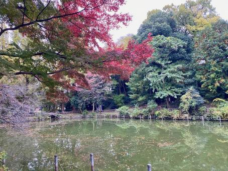 井の頭公園の紅葉 井の頭公園,紅葉,赤の写真素材