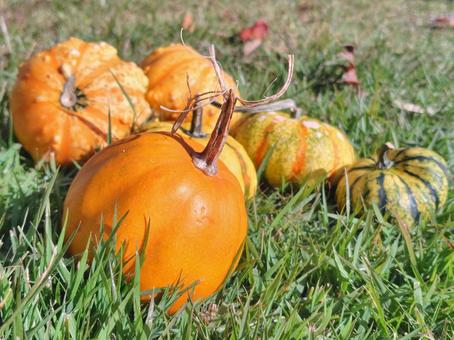 ミニパンプキン_4 パンプキン,かぼちゃ,オレンジパンプキンの写真素材