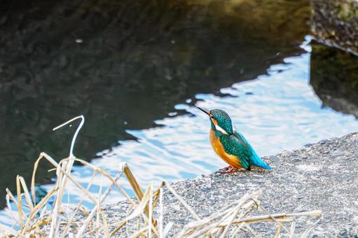 カワセミ⒅ カワセミ⒅の写真