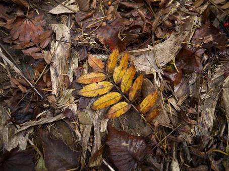 山の落ち葉 落ち葉,紅葉,山の写真素材