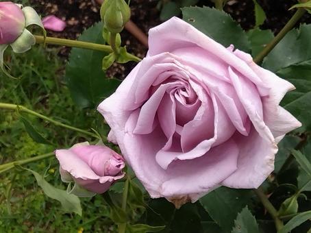 花・ブルー シャトー 花・ブルー シャトーの写真