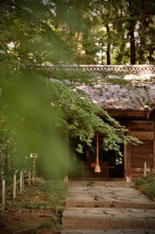 神社 もみじ,緑もみじ,神社の写真素材