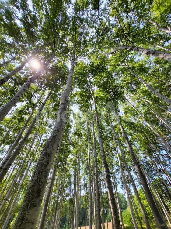 木漏れ日 木漏れ日,白樺,白樺並木の写真素材