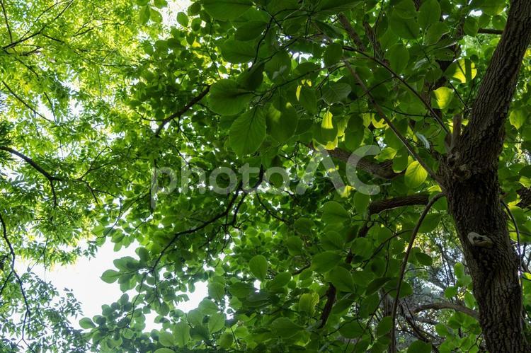 長久保緑化公園で森林浴 森林浴,樹木,木漏れ日の写真素材
