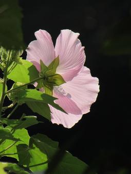 芙蓉e 芙蓉,フヨウ,ピンクの花の写真素材