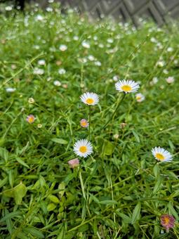 エリゲロン エリゲロン 宿根草,エリゲロン,雑草の写真素材