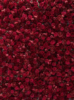 花壁　赤 フラワーウォール,背景,薔薇の写真素材