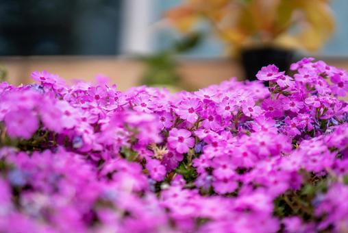 鮮やかピンクの芝桜の絨毯 芝桜,ハナツメクサ,フロックスの写真素材