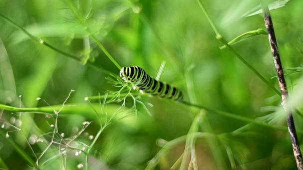 Photo, small, green, tiny, 