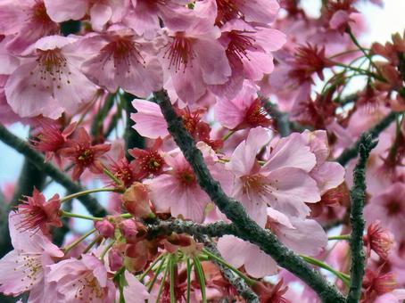 清水公園の桜-37 清水公園の桜-37の写真
