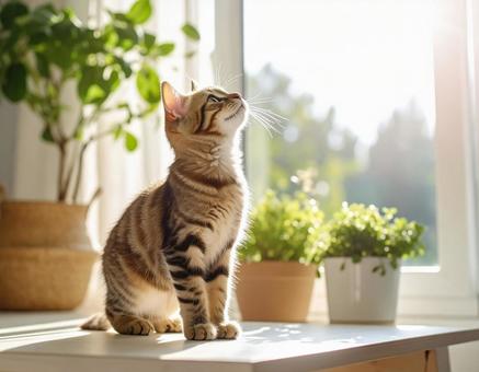 窓辺/子猫/日差し/ 窓辺/子猫/日差し/の写真
