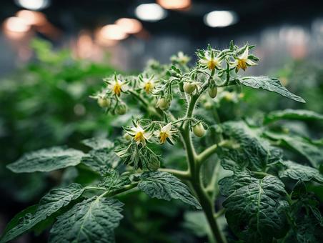 満開のトマトの花、温室栽培 満開のトマトの花、温室栽培の写真