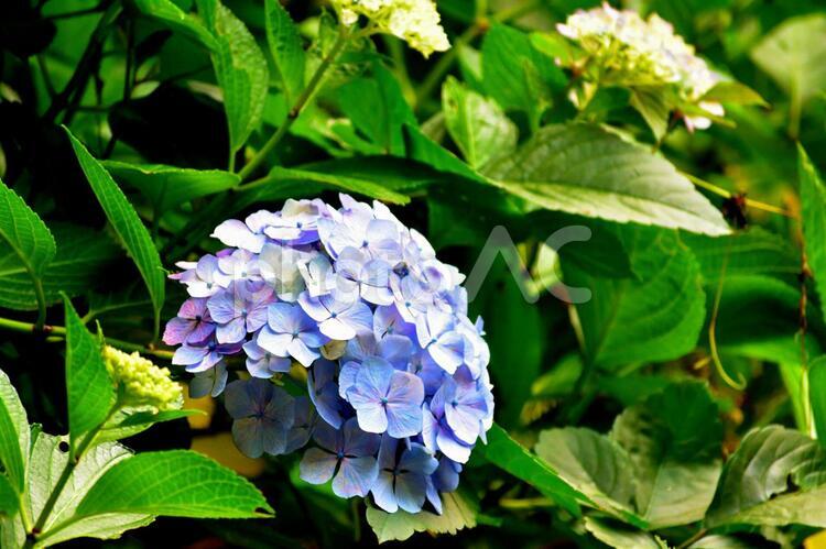 紫陽花（アジサイ）　美しい花 アジサイ,紫陽花,あじさいの写真素材