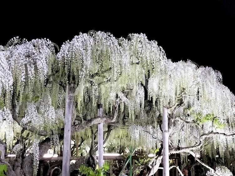 あしかがフラワーパーク　夜の白藤 あしかがフラワーパーク,ライトアップ,白藤の写真素材