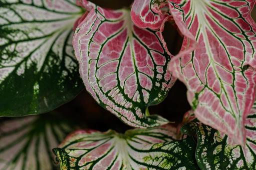 赤系の観葉植物 02 赤系の観葉植物 02の写真