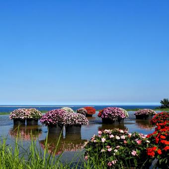 ひたち海浜公園・サンパチェンスの花&海 ひたち海浜公園・サンパチェンスの花&海 初秋,国営ひたち海浜公園,サンパチェンスの写真素材