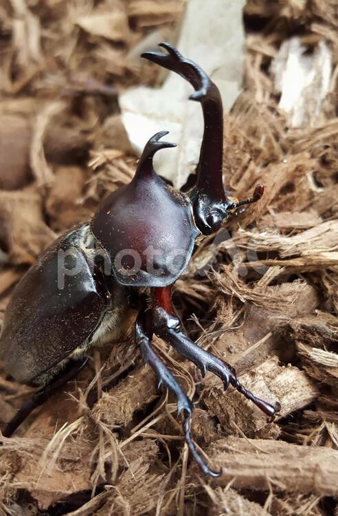 かぶとむし カブトムシ,かぶとむし,カブト虫の写真素材
