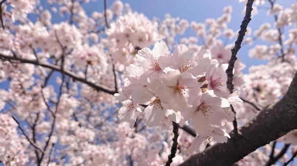 桜 桜の写真