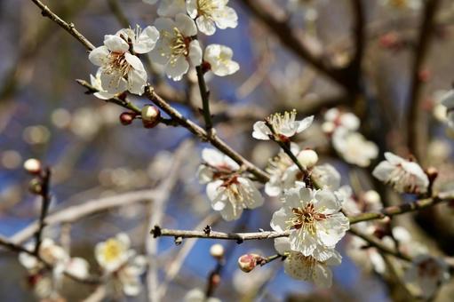 Photo, plum, white plum, ayabe ume forest, 