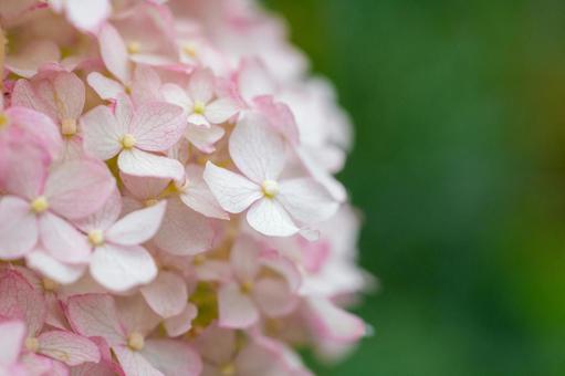 紫陽花3 紫陽花3の写真