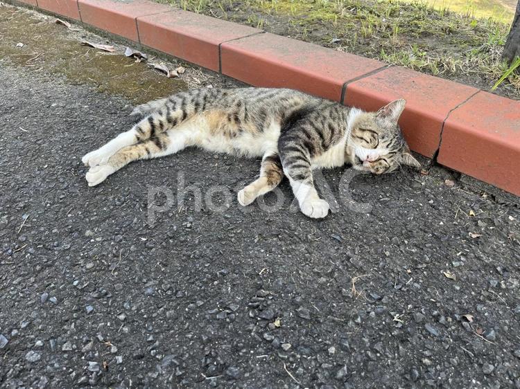 暑さで伸びる野良猫 猫,野生,キジトラの写真素材